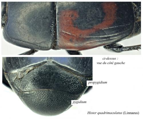 Hister quadrimaculatus